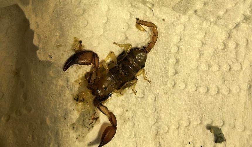 Bursa'da akrep sokan kadın hastanelik oldu