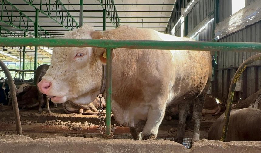 Bursa'da kurban hareketliliği: Tonluk boğayı 400 bin liraya sattı