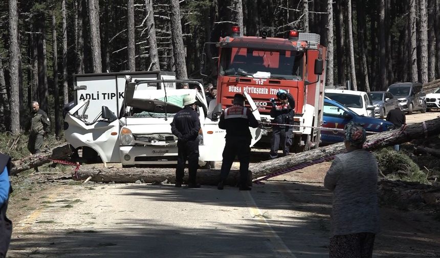 Uludağ'da inanılmaz olay...Kesilen ağaç seyir halindeki kamyonetin üzerine devrildi: 1 ölü