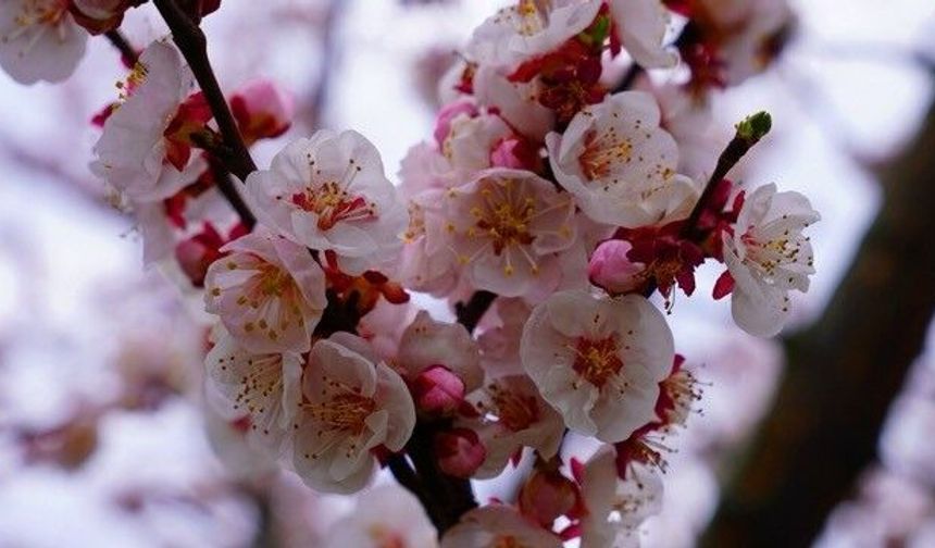 İznik çiçek bahçesine büründü