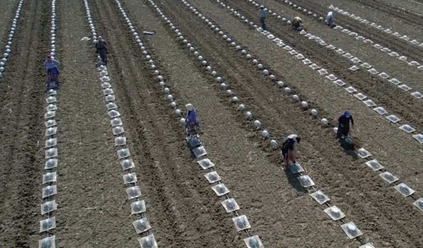 Karacabey Ovası’nda En Zor Mesai: Turfanda Karpuz Dikimi İşçileri Zorluyor