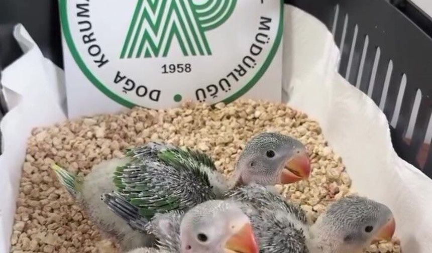 Bursa'da yasa dışı ticarete konu edilen 3 İskender papağanı yavrusu kurtarıldı