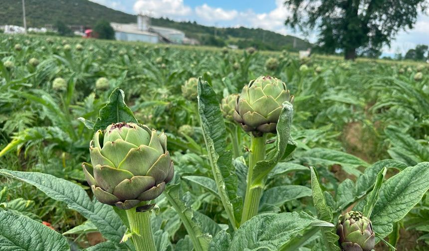 Bursa'nın o köyünde milyondan fazla enginar üretildi