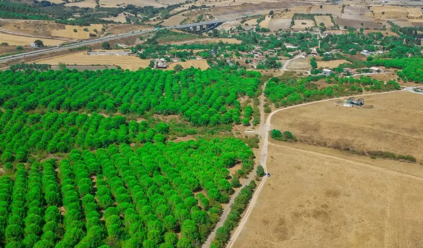 TOKİ, Osmangazi'de arsa satacak! İşte fiyatları