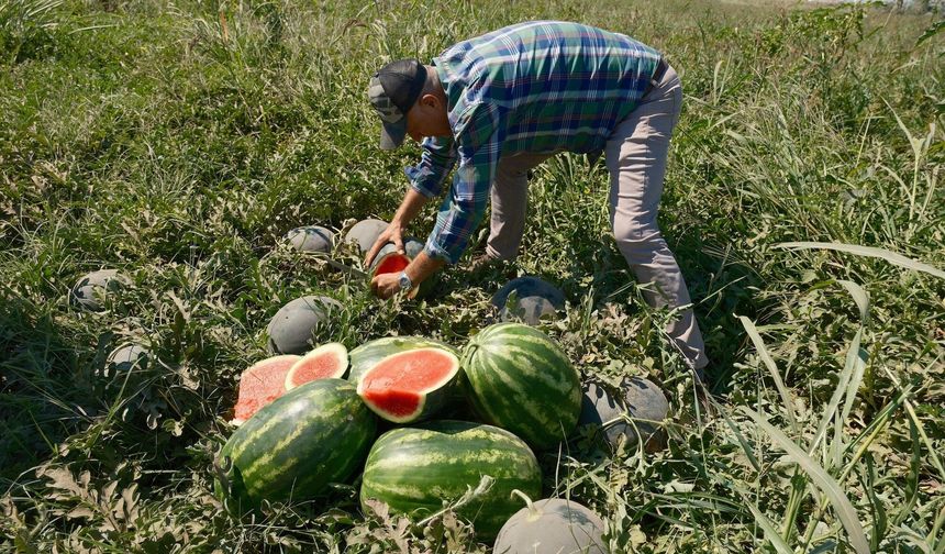 Bursa'da çiftçinin 20 milyon liralık karpuzu yerde kaldı