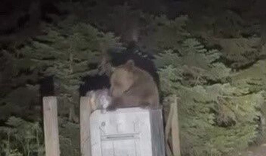 Uludağ'da aç kalan ayı çöpten yemek aradı
