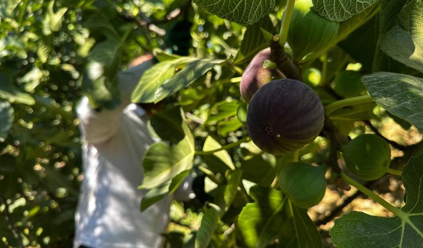 Avrupa'nın gözde meyvelerinden "Bursa Siyahı" incirinde hasat başladı