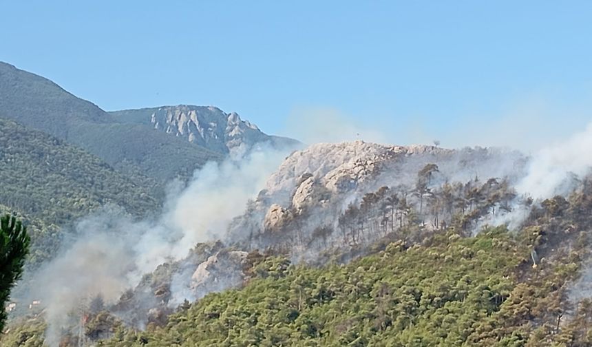 Bursa'da aynı anda 3 noktada yangın