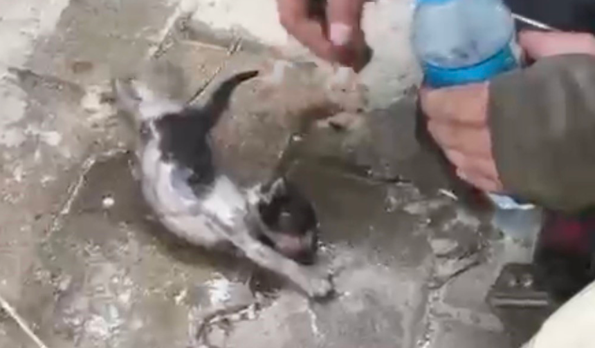 Yangında su ve oksijen verilen yavru kedi hayata döndürüldü