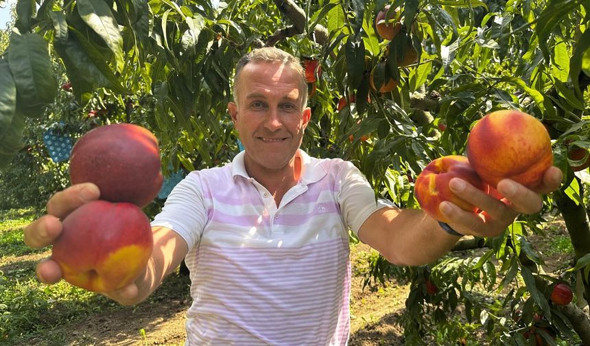 Ağustosta tarlada 10 liraya kadar düşmüştü, dalında 40 lirayı gördü