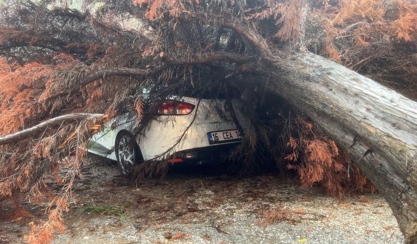 Bursa’da sağanak yağış ağacı devirdi, otomobilin üzerine düştü