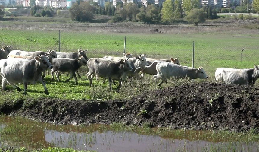 Yerli sığır hem et üretecek hem ormanları koruyacak